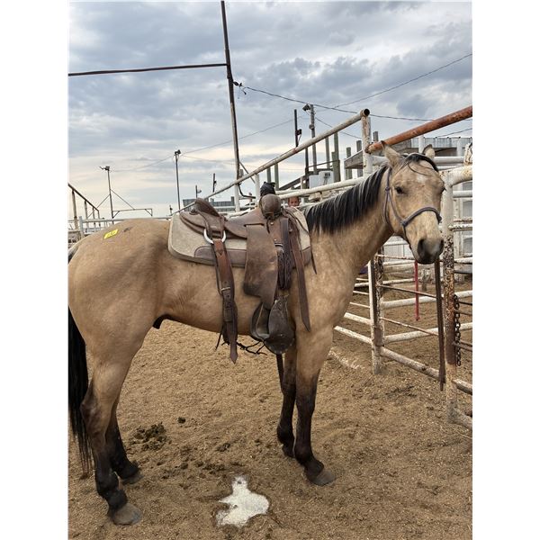 3 year old gelding