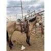 Image 1 : 3 year old gelding