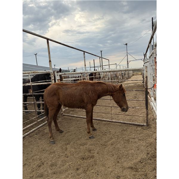 6 year old Mare