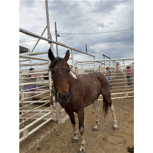 APHA 14 Year old Mare
