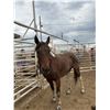 Image 1 : APHA 14 Year old Mare