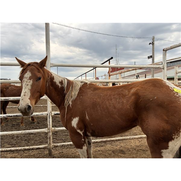 4 Year old Paint Mare