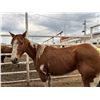 Image 1 : 4 Year old Paint Mare