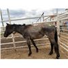 Image 1 : 3 Year old bay Mare