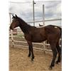 Image 3 : 3 Year old bay Mare