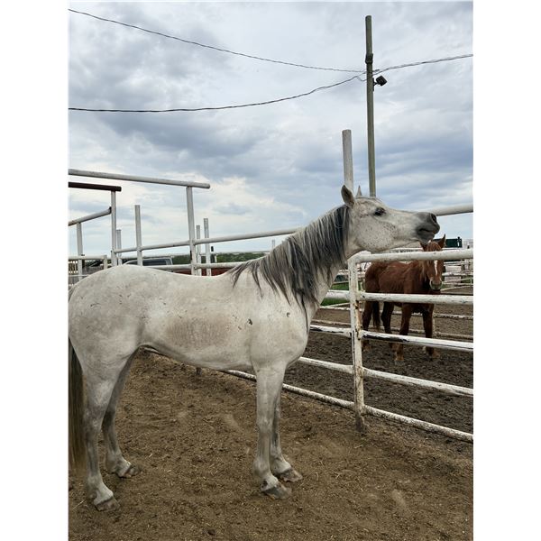 7 year old Grey Mare