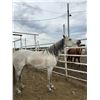 Image 1 : 7 year old Grey Mare