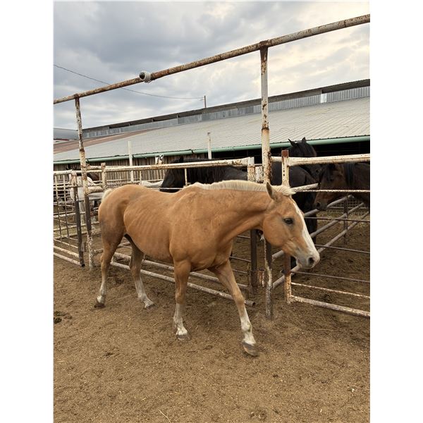 12 year old Palomino Mare