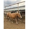 Image 1 : 12 year old Palomino Mare