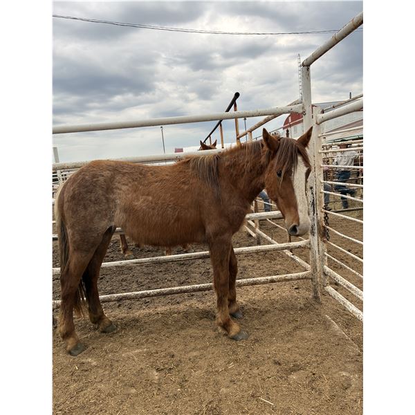 3 year old red Mare