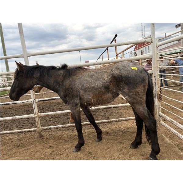 2 Year old Roan Mare