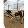 Image 1 : 2 Year old Paint Mare
