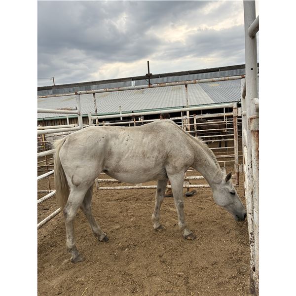 14 Year old Grey mare