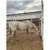 Image 1 : 14 Year old Grey mare