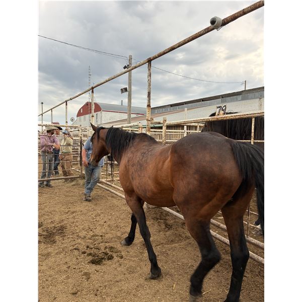 17 year old Mare
