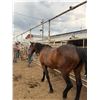 Image 1 : 17 year old Mare