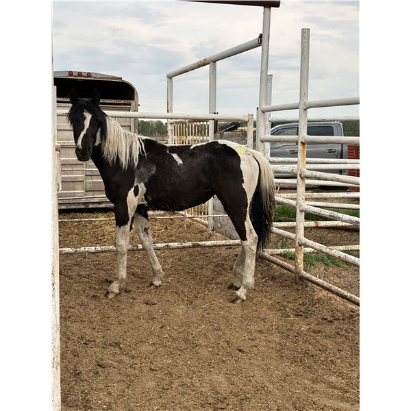 Paint Yearling