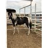 Image 1 : Paint Yearling