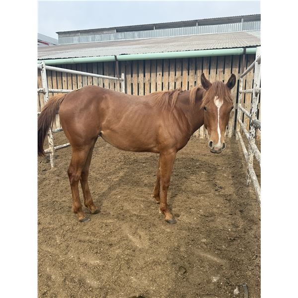 Yearling Filly