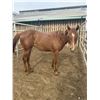 Image 1 : Yearling Filly