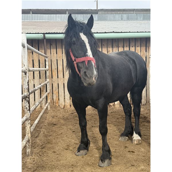 10 year old Mare