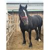 Image 1 : 10 year old Mare