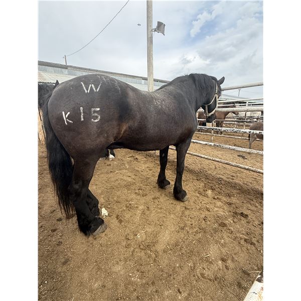 16 Year old mare