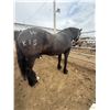 Image 1 : 16 Year old mare