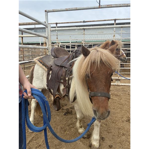 7 year old mare