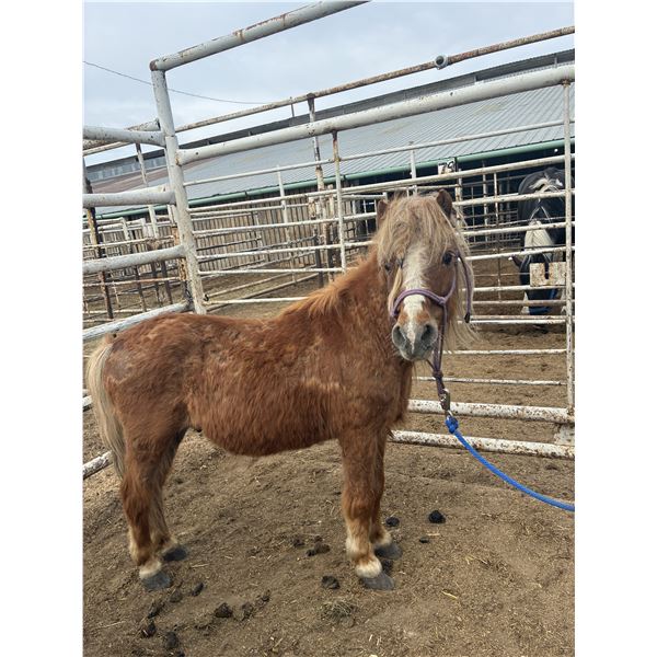 15 year old mini gelding