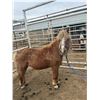 Image 1 : 15 year old mini gelding