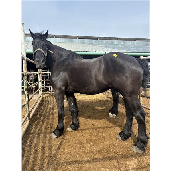 19 year old gelding