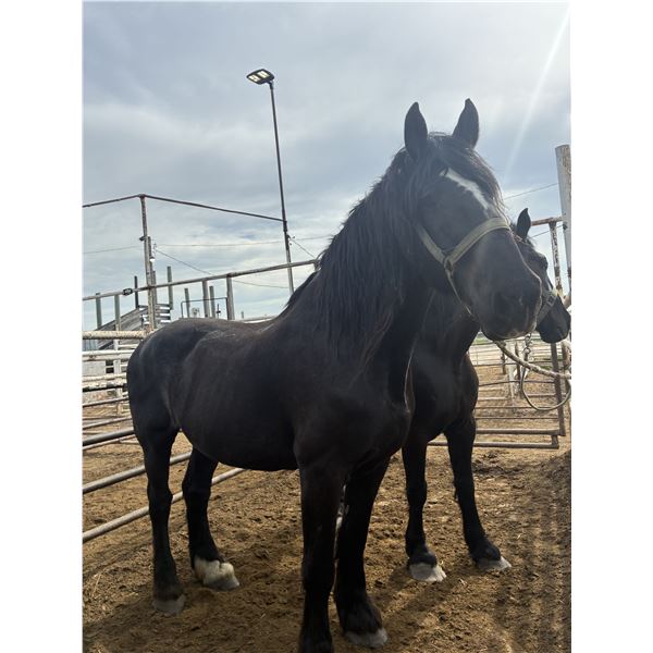 20 year old gelding