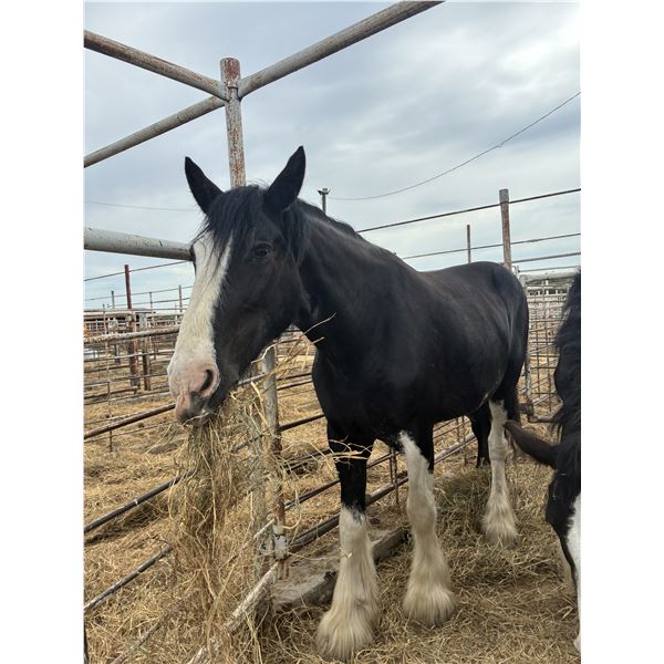 8 year old mare