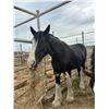 Image 1 : 8 year old mare