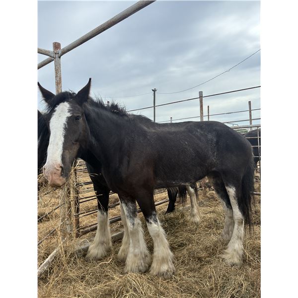 8 years old mare
