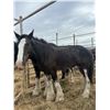Image 1 : 8 years old mare