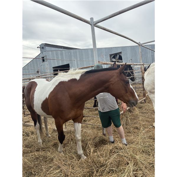 16 year old mare