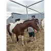 Image 1 : 16 year old mare