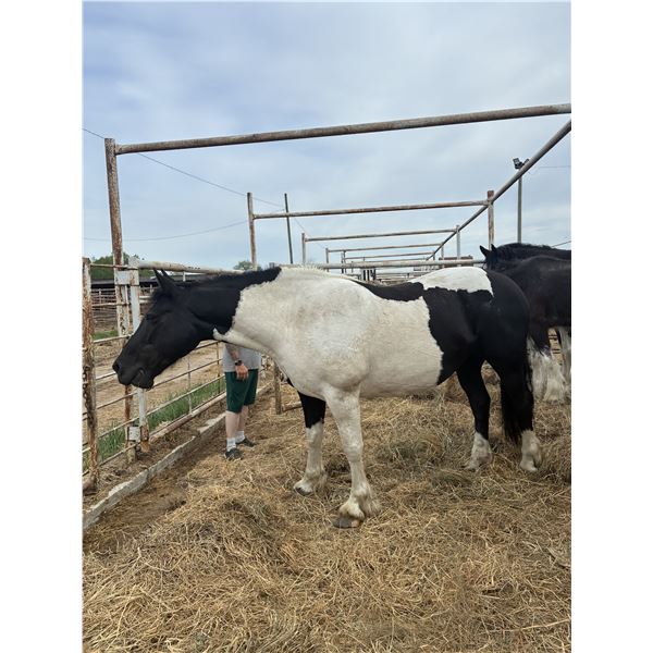 12-14 year old mare