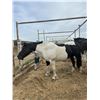 Image 1 : 12-14 year old mare