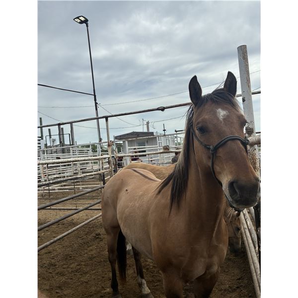 16 year old gelding