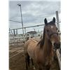 Image 1 : 16 year old gelding