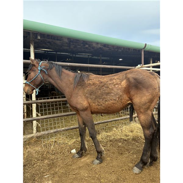2 year old stud