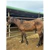 Image 1 : 2 year old stud