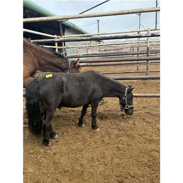 Mini gelding