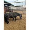 Image 1 : Mini gelding