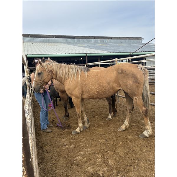 Palomino mare