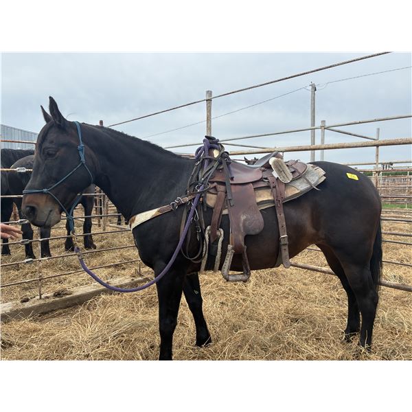 15 year old mare