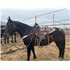 Image 1 : 15 year old mare